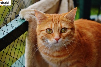 Siatki Pszczyna - Siatka sznurkowa na balkon dla kota dla terenów Pszczyny