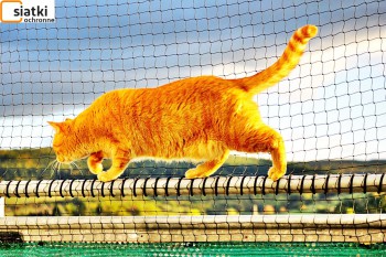 Siatki Pszczyna - Plastikowa niedroga siatka dla kota na balkon dla terenów Pszczyny